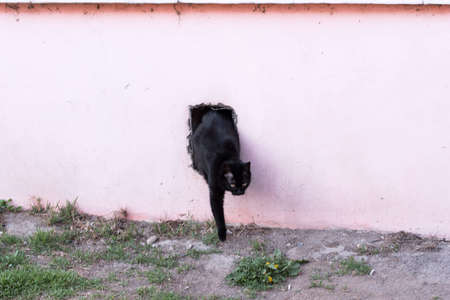The domestic cat is a carnivorous mammal. He has been with people for over 9,500 years and is currently the most famous pet in the world. The domestic cat is very close to the European wild catの写真素材