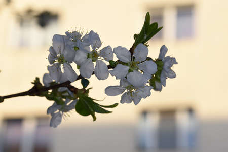 cherry blossoms symbolize happiness, well-being, female sexuality, birth and the ephemeral nature of...