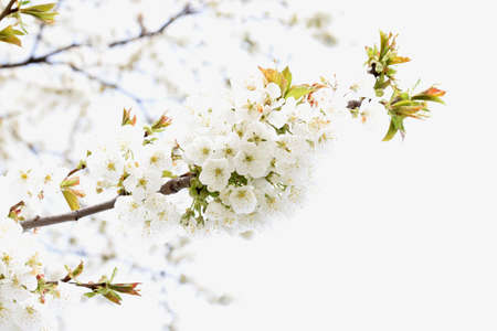 cherry blossoms symbolize happiness, well-being, female sexuality, birth and the ephemeral nature of lifeの写真素材