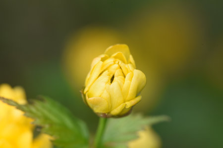 Flowers of Forsythia is a shrub with brown to black bark, with flowers that appear in early spring,...