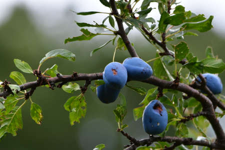 The plum is the fruit of the plum, elongated, eggplant or yellowish, with a large stone and juicy yellow coreの写真素材