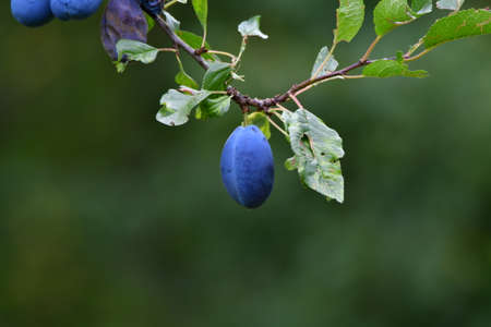 The plum is the fruit of the plum, elongated, eggplant or yellowish, with a large stone and juicy yellow coreの写真素材