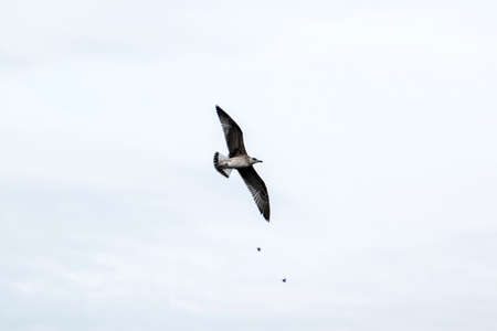 Seagulls are waterfowl that live on the shores of the seas, they are about the size of a pigeon and...