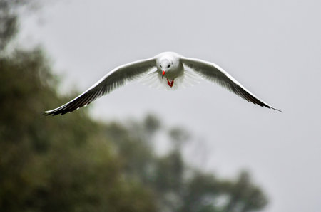 Seagulls are waterfowl that live on the shores of the seas, they are about the size of a pigeon and...