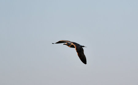 Seagulls are waterfowl that live on the shores of the seas, they are about the size of a pigeon and...