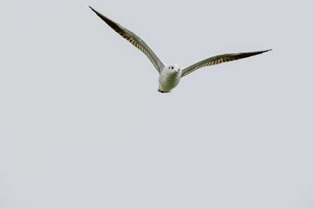 Seagulls are waterfowl that live on the shores of the seas, they are about the size of a pigeon and...