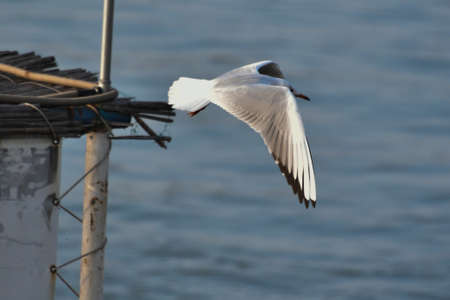 Seagulls are waterfowl that live on the shores of the seas, they are about the size of a pigeon and...