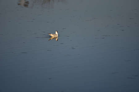 Seagulls are waterfowl that live on the shores of the seas, they are about the size of a pigeon and...