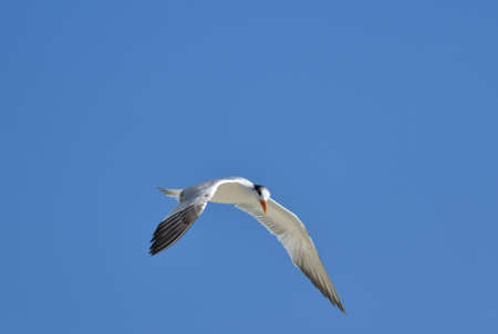 Seagulls are waterfowl that live on the shores of the seas, they are about the size of a pigeon and...