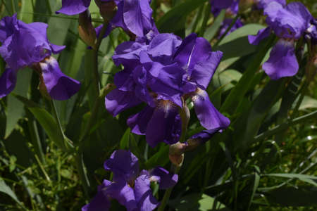 Stanjenel or Iris is a monocotyledonous plant of the Iridaceae family with leafy stem and large,...