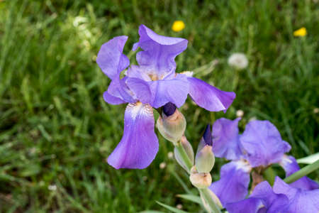 Stanjenel or Iris is a monocotyledonous plant of the Iridaceae family with leafy stem and large,...