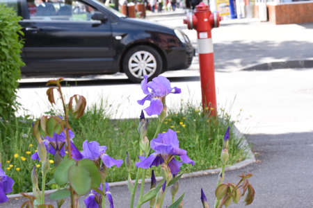 Stanjenel or Iris is a monocotyledonous plant of the Iridaceae family with leafy stem and large, brightly colored flowers.の写真素材