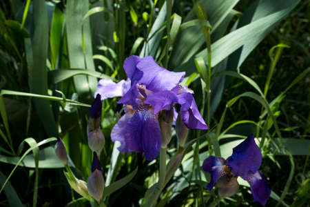 Stanjenel or Iris is a monocotyledonous plant of the Iridaceae family with leafy stem and large,...