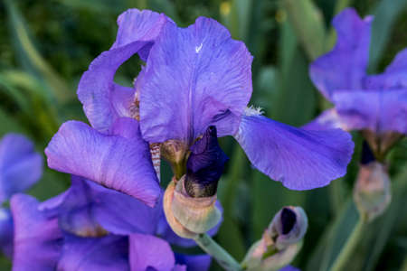Stanjenel or Iris is a monocotyledonous plant of the Iridaceae family with leafy stem and large, brightly colored flowers.の写真素材