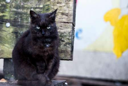 the cat
a small domesticated carnivorous mammal with soft fur, a short snout, and retractable claws. It is widely kept as a pet or for catching mice, and many breeds have been developed.の写真素材