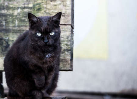 the cat
a small domesticated carnivorous mammal with soft fur, a short snout, and retractable claws. It is widely kept as a pet or for catching mice, and many breeds have been developed.の写真素材