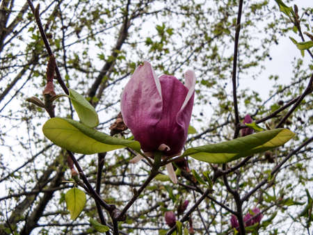 Magnolia is an old genus. Appearing in front of bees, it is believed that the flowers evolved to encourage pollination by beetles. To avoid damage by pollinating beetles, magnolias are extremely harshの写真素材