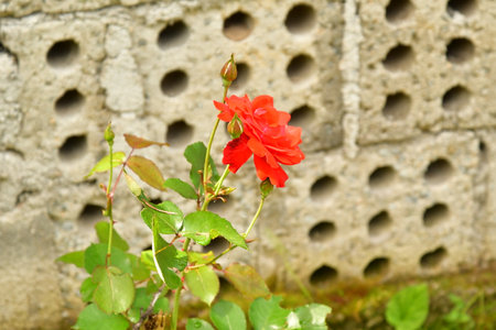 The blossoming red rose conveys passionate love and is the sweetest way to say, I love you!の写真素材