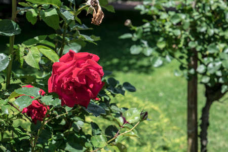 The blossoming red rose conveys passionate love and is the sweetest way to say, I love you!の写真素材
