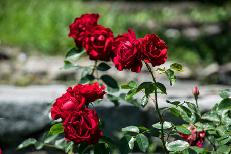 The blossoming red rose conveys passionate love and is the sweetest way to say, I love you!の写真素材