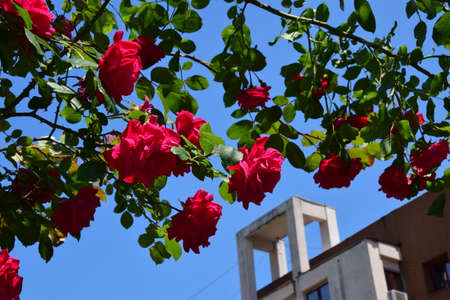 The blossoming red rose conveys passionate love and is the sweetest way to say, I love you!の写真素材