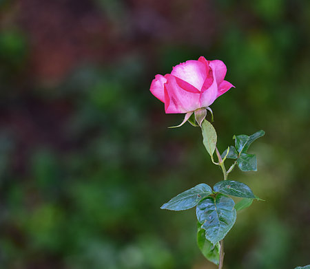 The pink rose means happiness, grace and sweet joy, being the flower of gentle emotions. It also symbolizes femininity, refinement and elegance.の写真素材