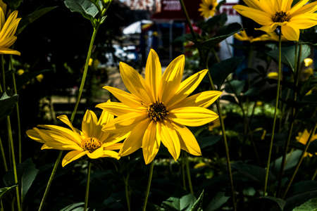 Creopsis verticillata or the girl's eye, is a decorative plant with flowers, has palmate leaves with...