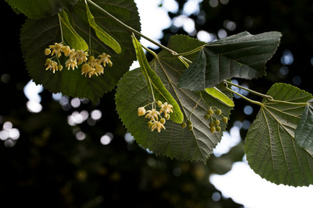 The linden flowers are white-yellow, pleasantly fragrant, with a long tongue-shaped bracts, greenish-yellow. Each flower consists of 5 sepals, 5 petals, numerous stamens and a globular ovary.の写真素材