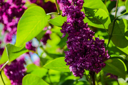 The bat is a flowering shrub that blooms in spring with single or double flowers, pleasantly fragrant, grouped in pennies,multifloral,in different colors,from lilac to white and dark green oval leavesの写真素材