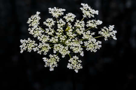 Ammi Visnaga or wild dill is an annual herbaceous plant, with white flowers in hemispherical compact umbels, and medicinal properties, but also grown in the garden as an ornamental plantの写真素材