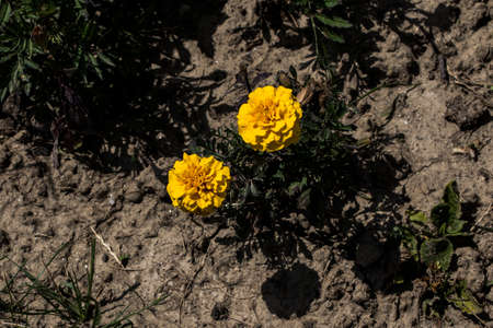 The bull s eye is an ornamental garden flower with daisy-like flowers and is colored in a multitude...