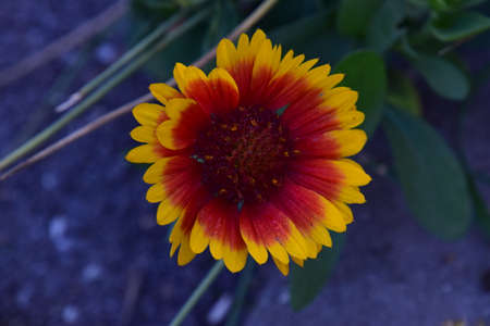 The bull s eye is an ornamental garden flower with daisy-like flowers and is colored in a multitude of colors white, yellow, pink, red, purpleの写真素材