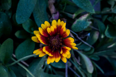 The bull s eye is an ornamental garden flower with daisy-like flowers and is colored in a multitude of colors white, yellow, pink, red, purpleの写真素材