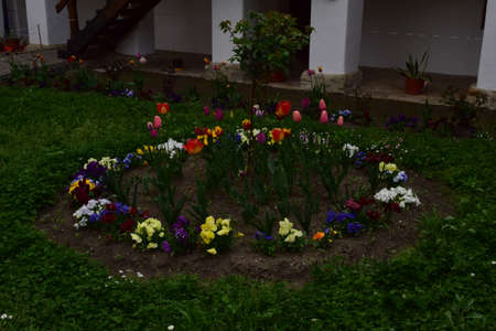 Three spotted brothers is a wild flower of European origin, which grows in all seasons, colorful, cheerful, are among the most beautiful flowers to decorate balconies, planters and gardens.の写真素材