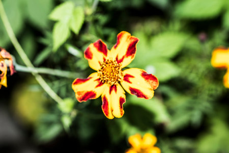 Three spotted brothers is a wild flower of European origin, which grows in all seasons, colorful,...