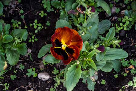 Three spotted brothers is a wild flower of European origin, which grows in all seasons, colorful, cheerful, are among the most beautiful flowers to decorate balconies, planters and gardens.の写真素材