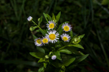 Dandelion is a herbaceous plant with long, serrated leaves and grouped yellow flowers
It is also...