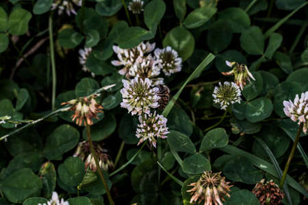 Clover are short lived perennials. The leaves are trifoliate, and the flowers are grouped in small white, red, purple, or yellow inflorescences and are a source of food for butterfly and moth larvaeの写真素材