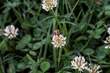Clover are short lived perennials. The leaves are trifoliate, and the flowers are grouped in small white, red, purple, or yellow inflorescences and are a source of food for butterfly and moth larvaeの写真素材