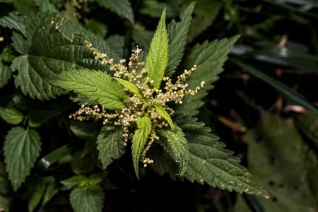 Nettle is a species of herbaceous, perennial plant, with opposite leaves, oval, toothed on the edges, covered with stinging hairs, whose touch causes the skin to redden and form small urticaria.の写真素材