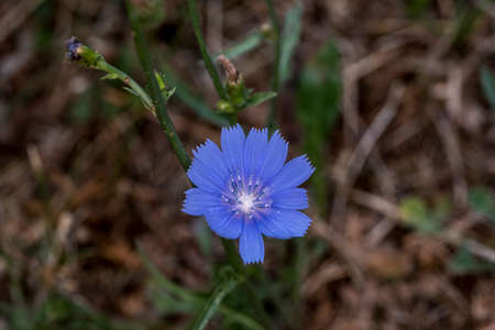 Convolvulus arvensis, or swallow s dress It is a perennial, herbaceous, climbing or creeping plant, with spirally arranged leaves, and trumpet-shaped flowers, purple, white or pale pinkの写真素材