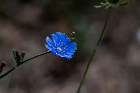 Convolvulus arvensis, or swallow s dress It is a perennial, herbaceous, climbing or creeping plant, with spirally arranged leaves, and trumpet-shaped flowers, purple, white or pale pinkの写真素材