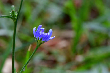 Convolvulus arvensis, or swallow s dress It is a perennial, herbaceous, climbing or creeping plant, with spirally arranged leaves, and trumpet-shaped flowers, purple, white or pale pinkの写真素材