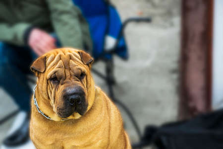 The Bulldog is a British breed of dog of mastiff type.  It is a muscular, well-built dog with a wrinkled face and a pushed-in nose.の写真素材