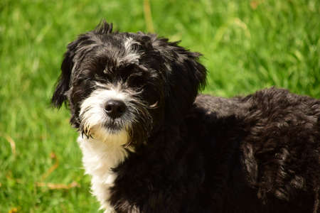 companion dogs include several breeds of dogs with the common characteristics of loving people, not demanding, can be kept at home and get along well with animals and children.の写真素材