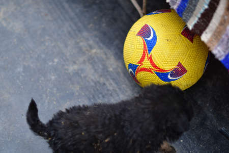 Maidans are the stray dogs on the streets that have become a constant and worrying presence in many places in the world due to bites, which in extreme cases even lead to the deathの写真素材