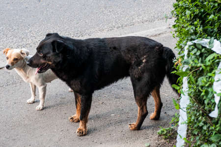 Maidans are the stray dogs on the streets that have become a constant and worrying presence in many...