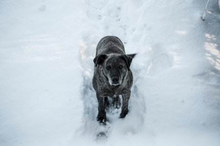 Maidans are the stray dogs on the streets that have become a constant and worrying presence in many...