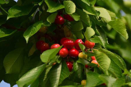The cherry is the edible fruit of the cherry tree. It is a stone fruit, spherical in shape, generally more or less dark red, Cherries are picked from May to August.の写真素材