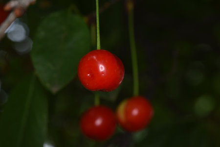 The cherry is the edible fruit of the cherry tree. It is a stone fruit, spherical in shape,...